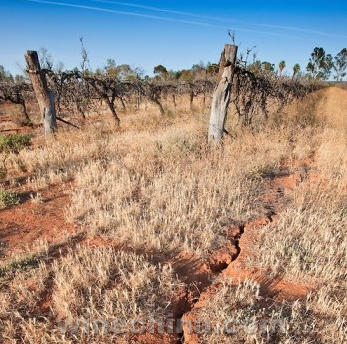 干旱天气让澳大利亚葡萄酒种植商颇为忧虑