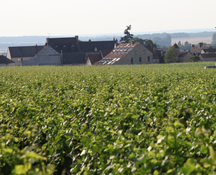 勃艮第2015葡萄收成：低产高质