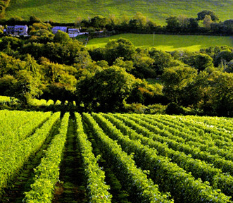 英国欲借激光雷达技术提升葡萄酒的品质