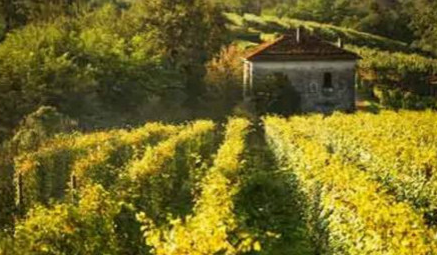 性价比超高的皮埃蒙特葡萄酒产区：Alto Piemonte
