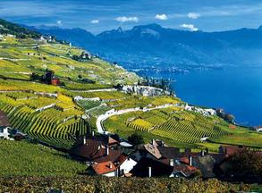 瑞士葡萄酒涉嫌造假 需更严格监控