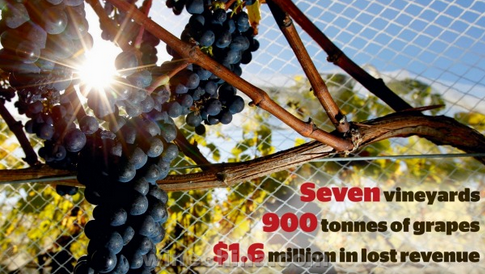 因农药使用错误 马尔堡葡萄种植商损失近16O万美元