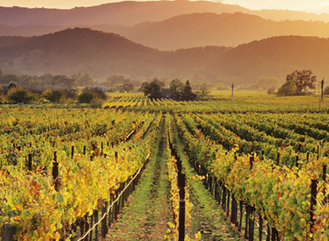 路易斯-克拉克谷成为美国新的葡萄酒产区