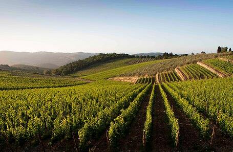 意大利葡萄酒热销导致新葡萄园开发申请暴增
